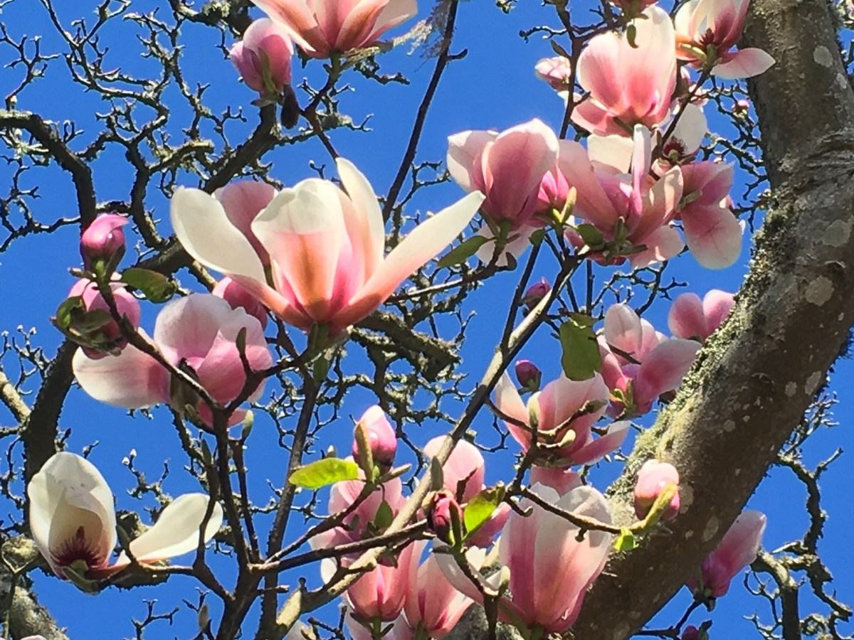 Handling Pain by Choosing to&nbsp;Grow.